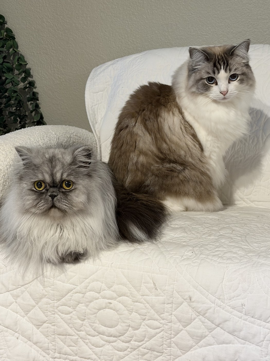 Two fluffy cats relaxing together at home
